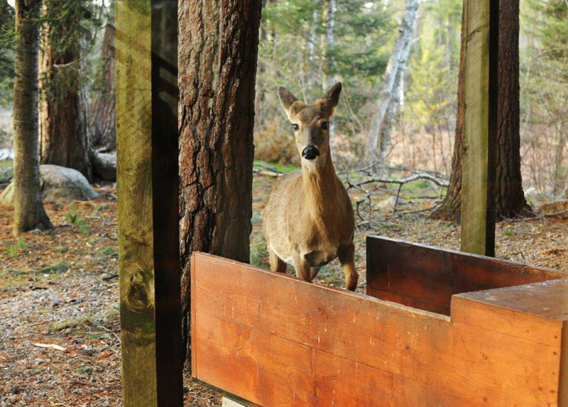Deer on scale at WRI