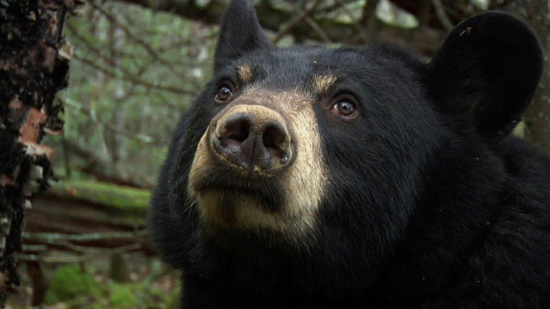 Lily the Black Bear