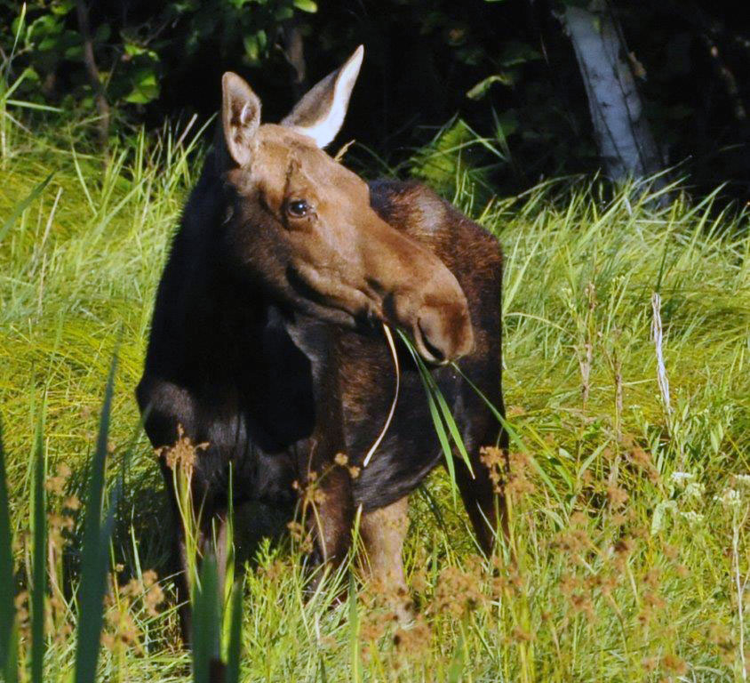 Moose cow - August 2, 2012