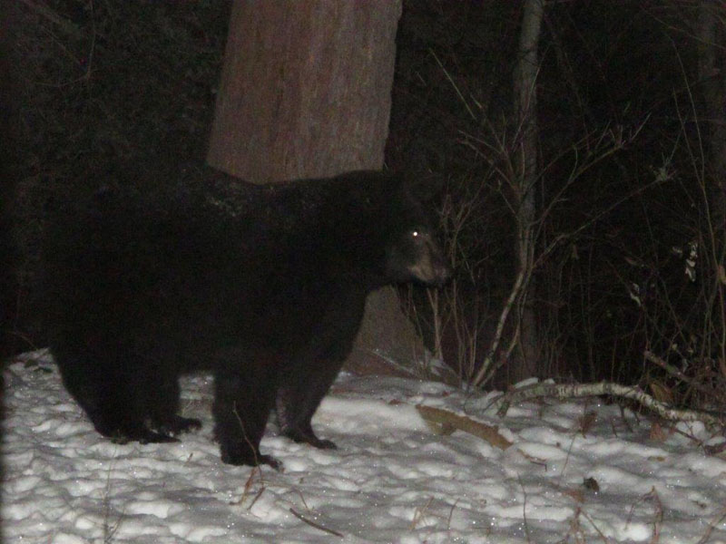 Bear at WRI