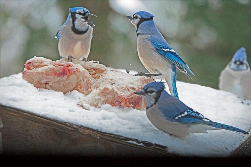 Blue jays eating suet