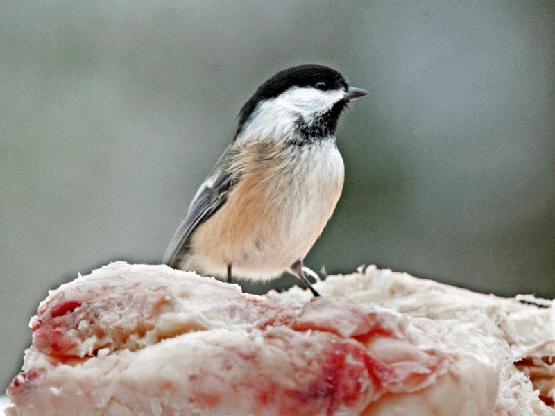 Black-capped Chickadee