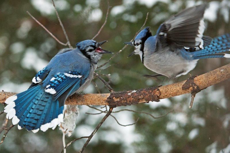 Bue jays fighting over deer mouse