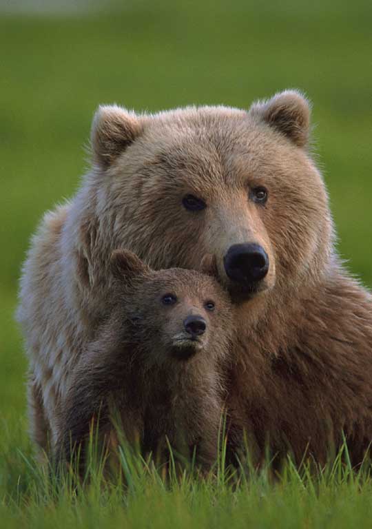 Grizzly mom and cub - WRI file photo