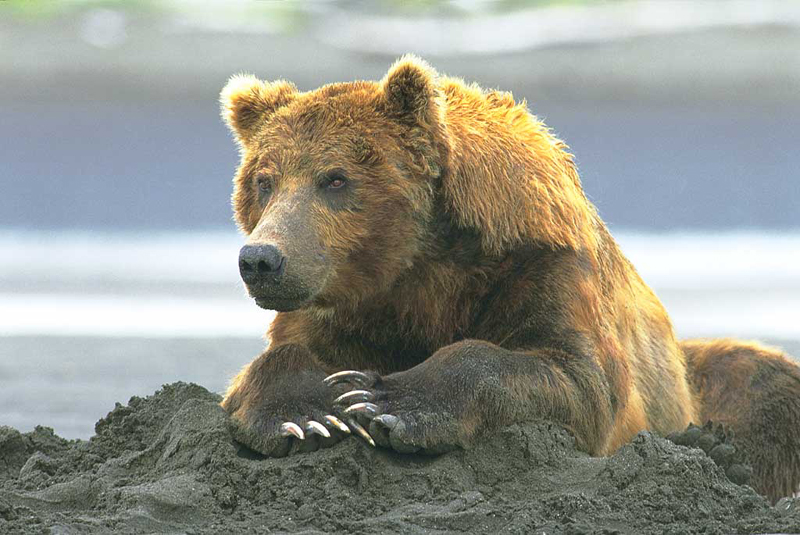 Grizzly resting on food cache - WRI file photo