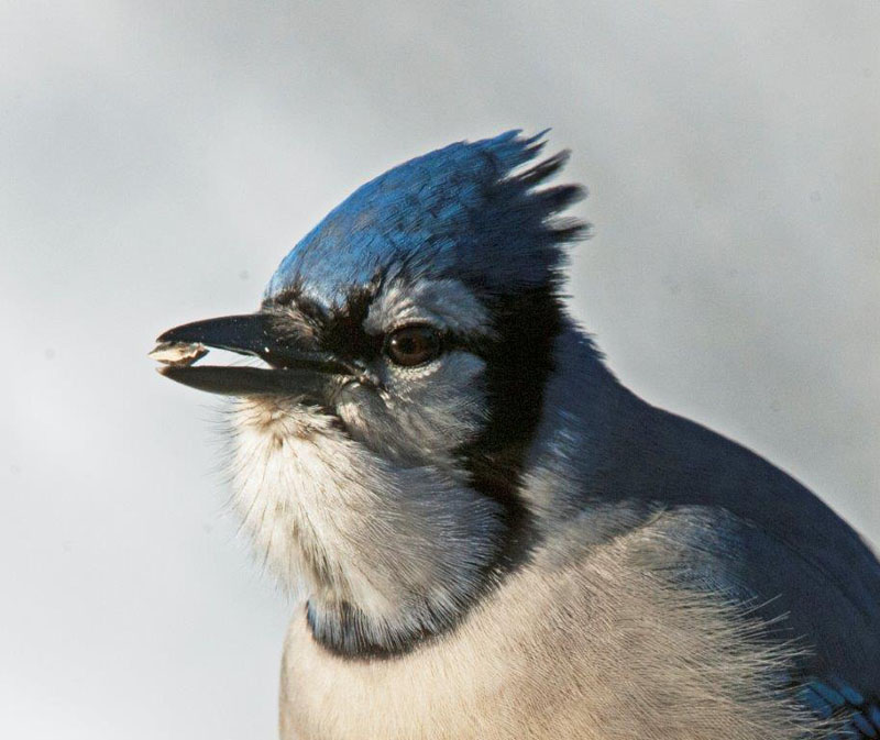 Blue Jay