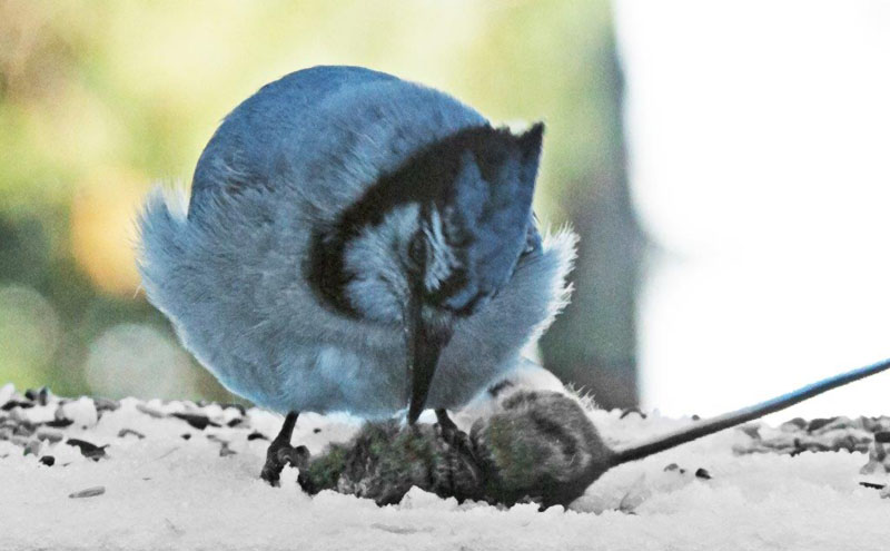 Blue jay with mouse