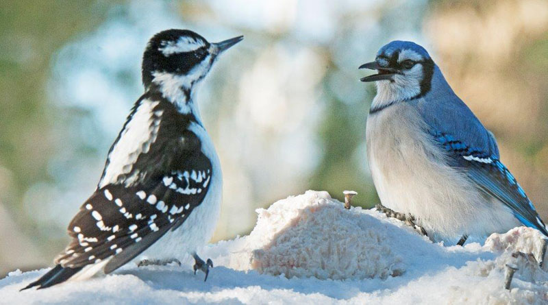 Blue Jay with Hairy Woodpecker