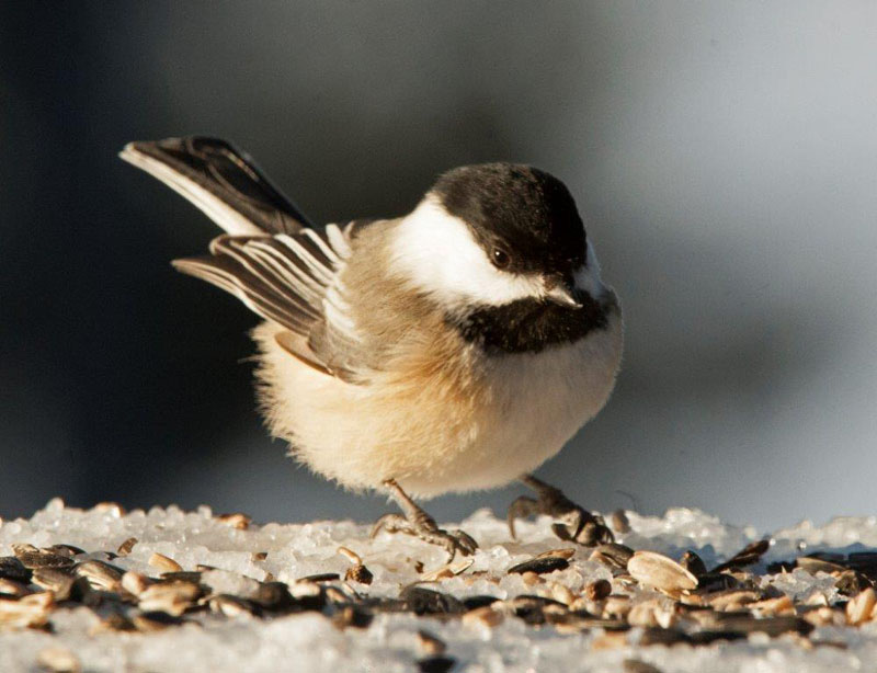 Chickadee