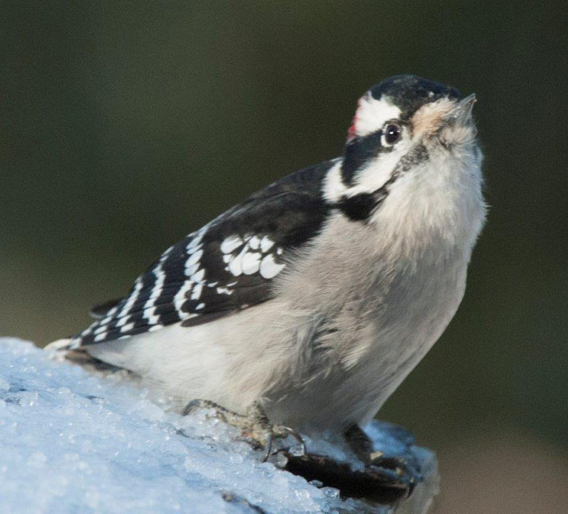 Downy Woodpecker