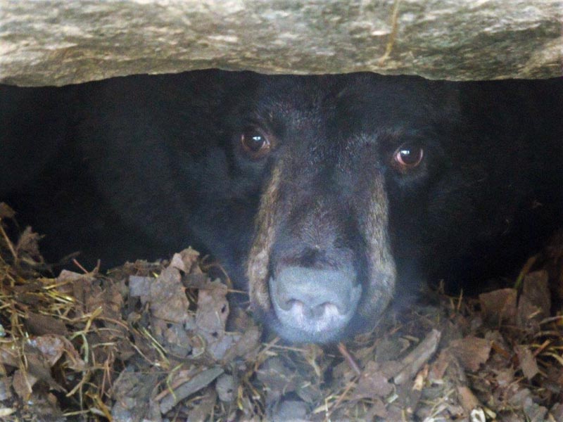 Holly in her den