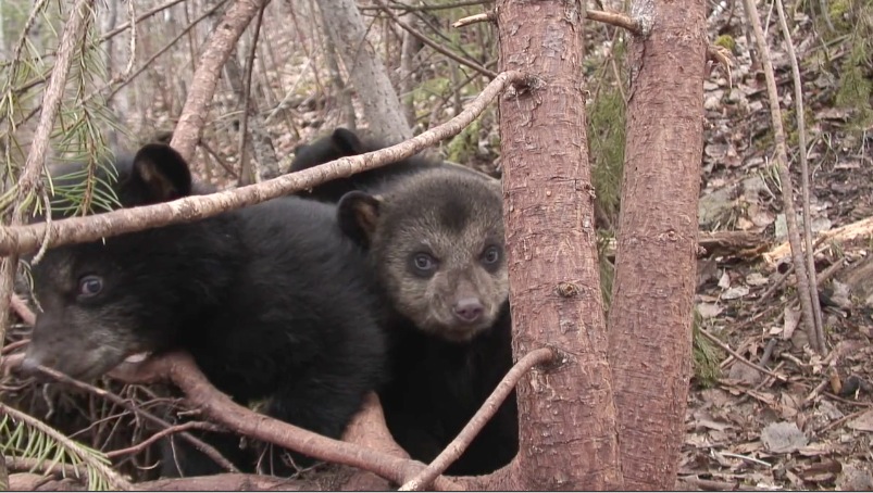 June's cubs - March 30, 2007