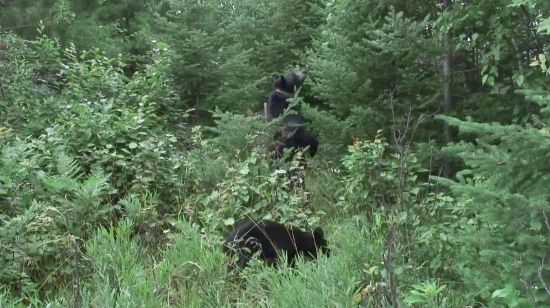 June marking sapling - 07-12-2007
