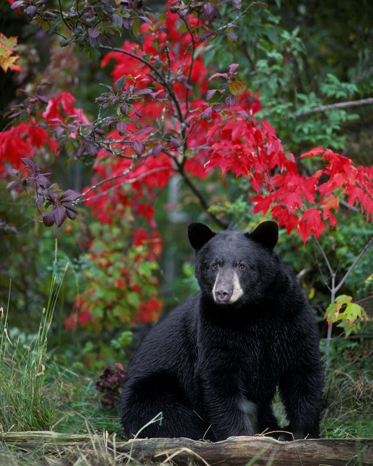 Bear with fall colors 