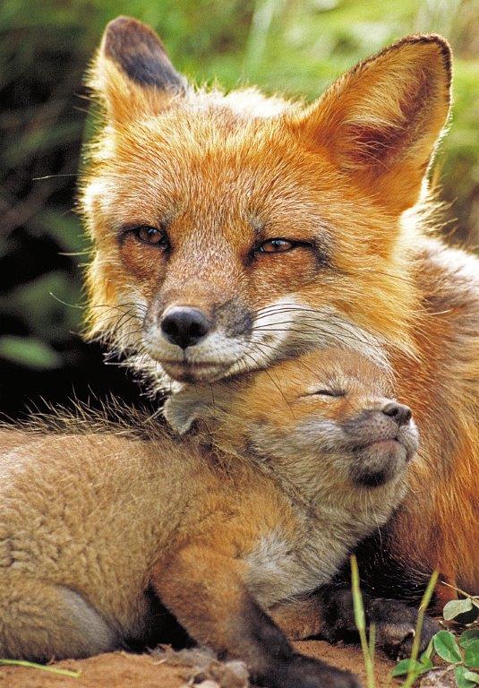 Red fox Mother and kit - file photo