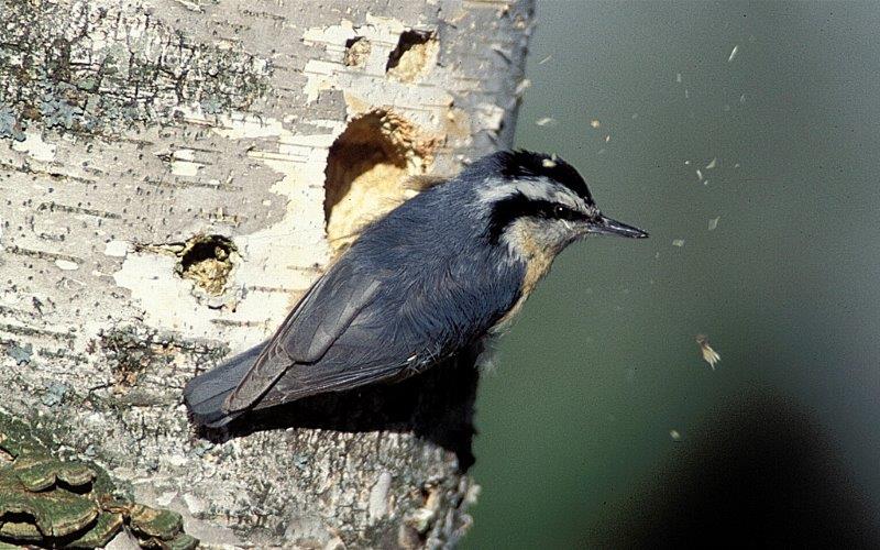 Red-breasted nuthatch - file photo
