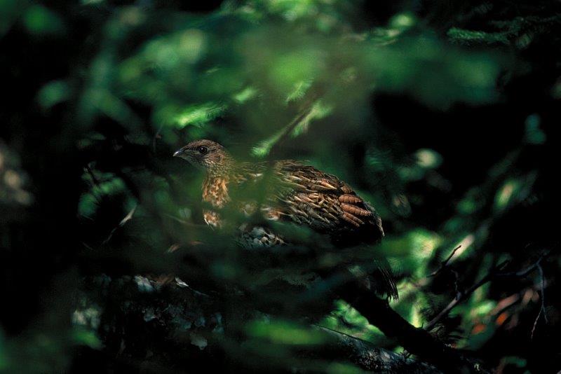 Ruffled grouse