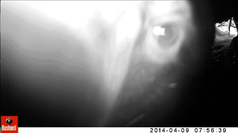 Black Bear Selfie # 3