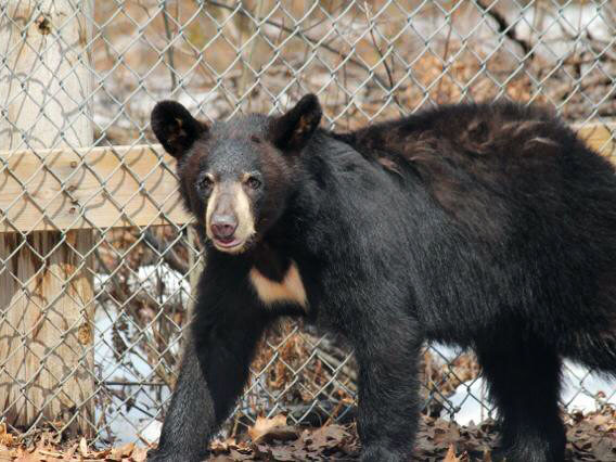 Wisconsin yearling male