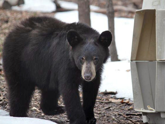 Wisconsin yearling male