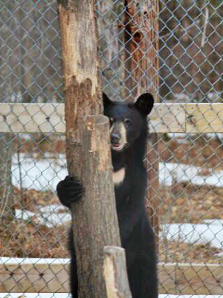 Wisconsin yearling male