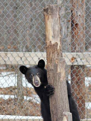 Wisconsin yearling male