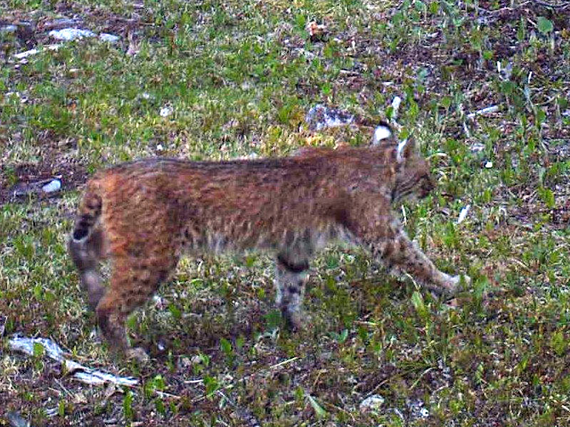 Bobcat caught on trail cam May 16, 2012