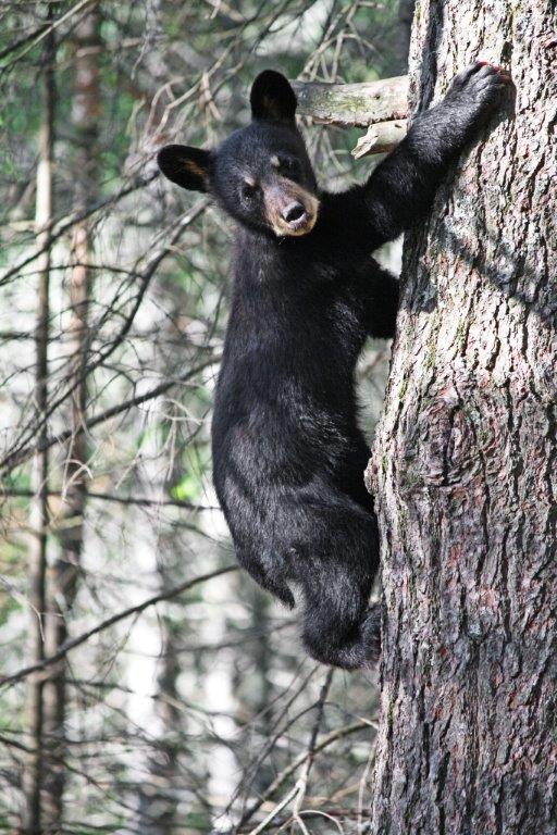 Jewel's cub climbs down