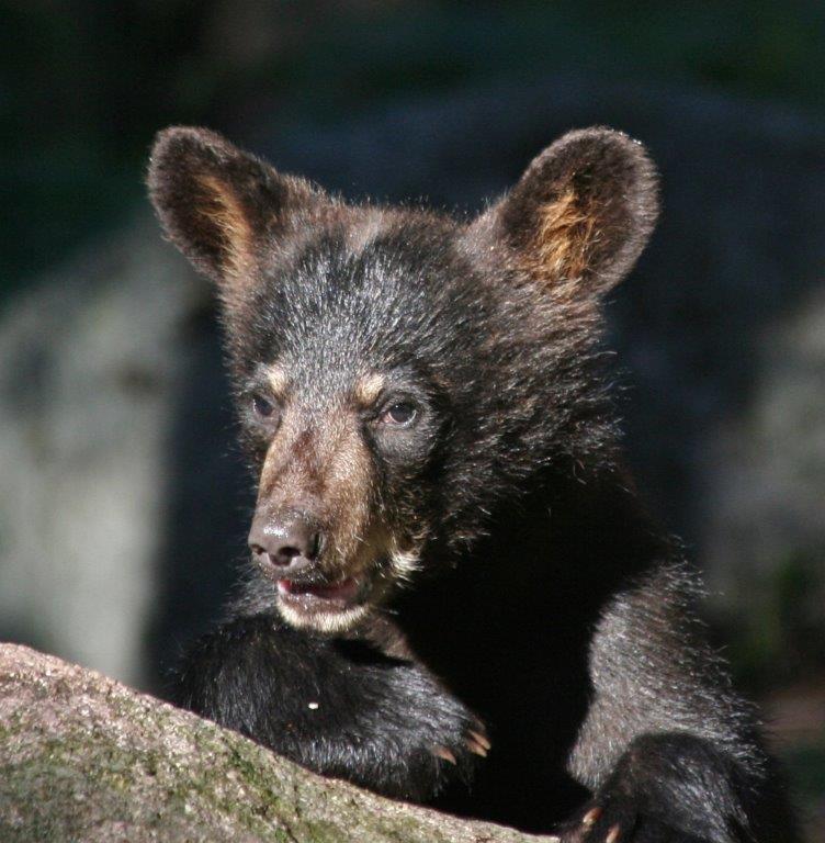 Jewel's cub
