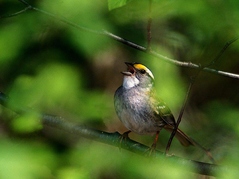 White-throated Sparrow 