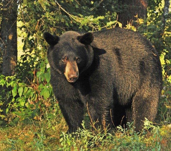 Bill - August 29, 2012