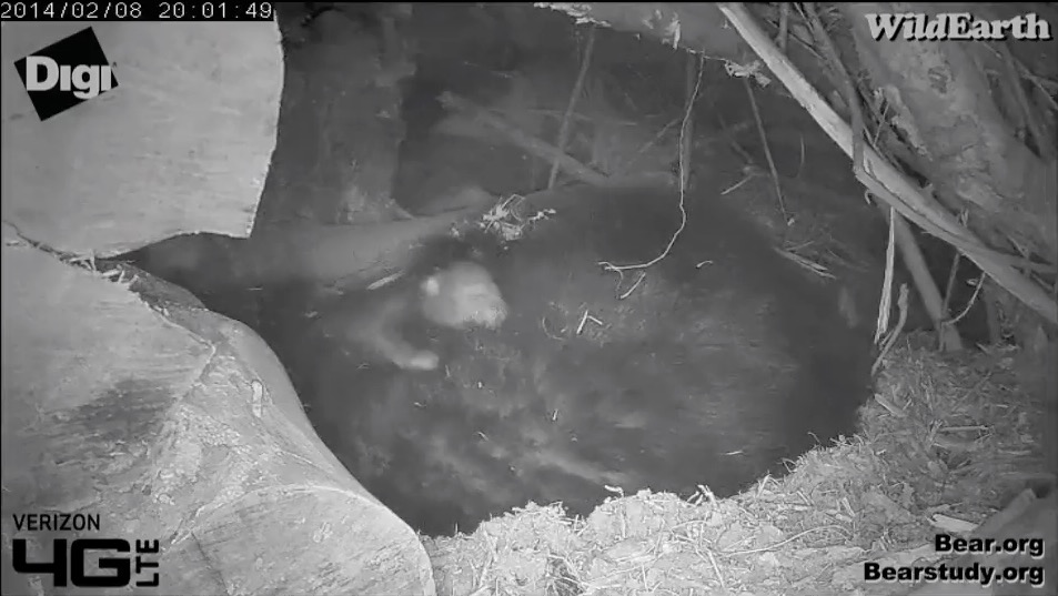 Cub climbing on Juliet - February 8, 2014
