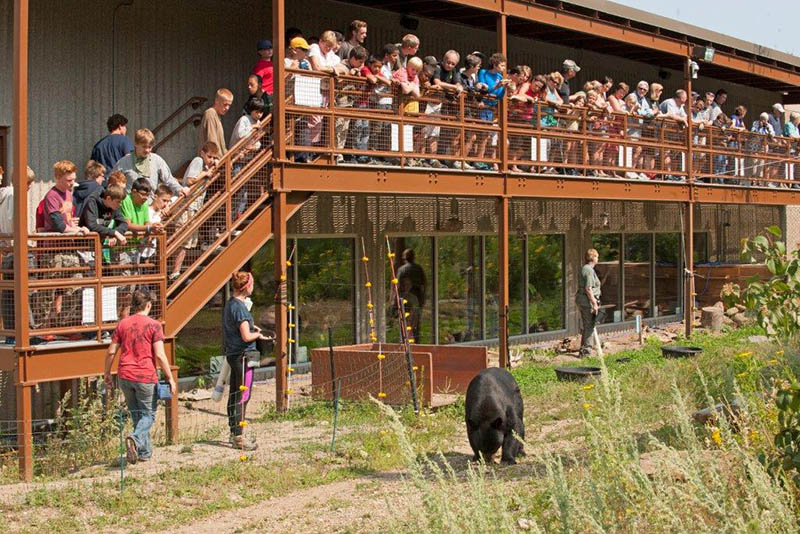 Visitors watching the bears