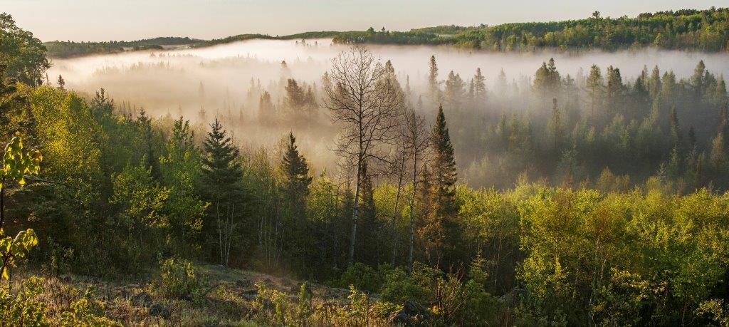 Misty Morning in Ely
