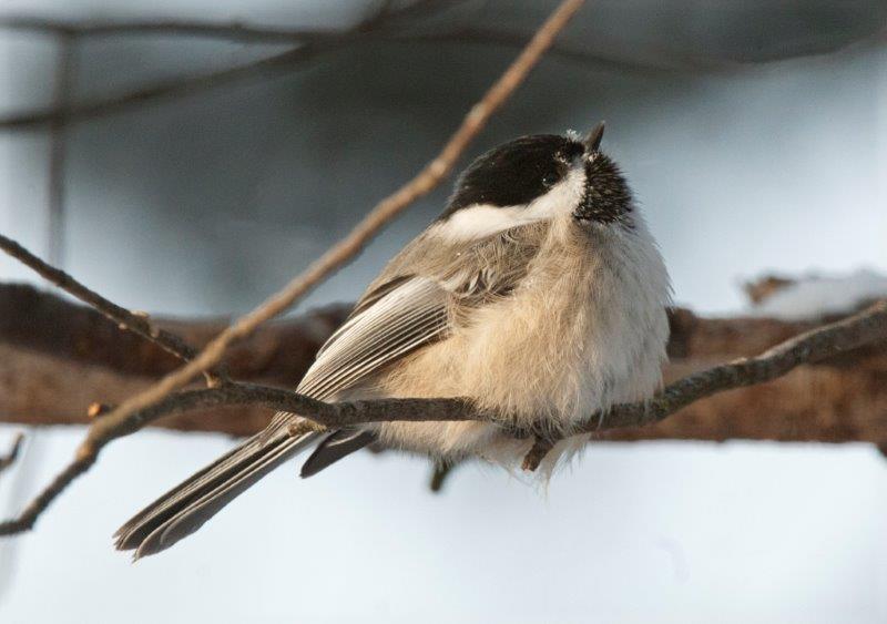 Chickadee puffed up 