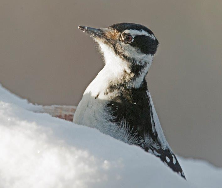 Hairy Woodpecker