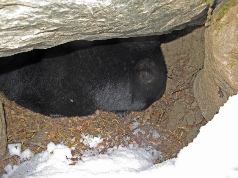 Holly in her den - Jan. 6, 2015