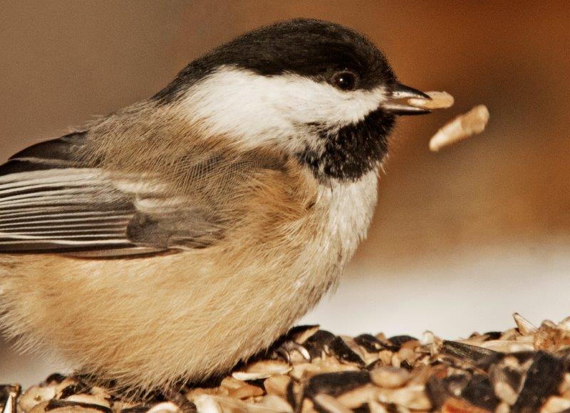Black-capped Chickadee 