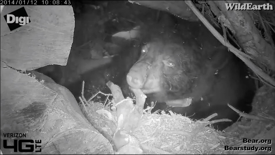 Juliet getting ready to chew up the stick