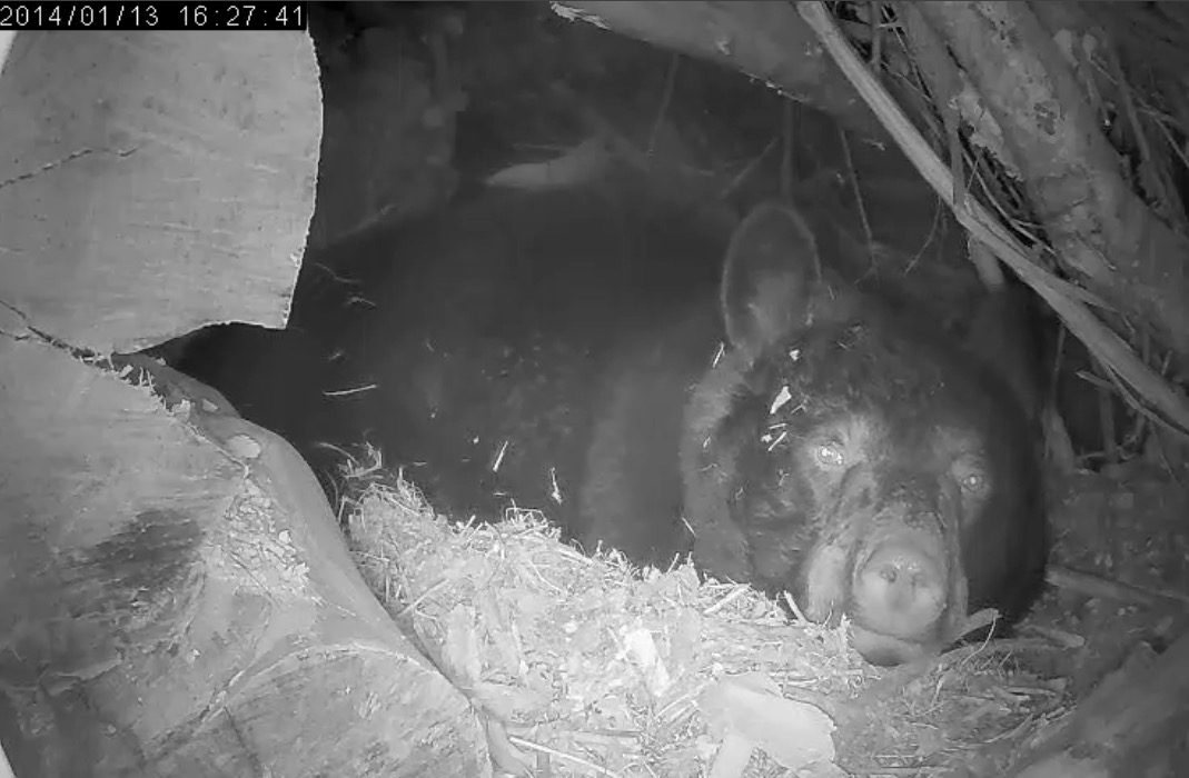 Juliet - January 13, 2014