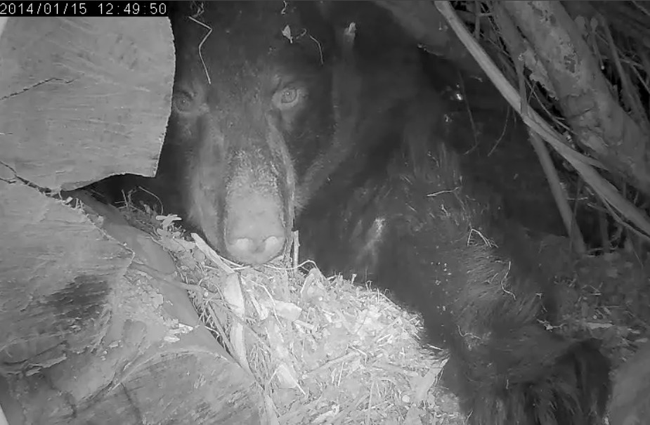 Juliet - January 15, 2014