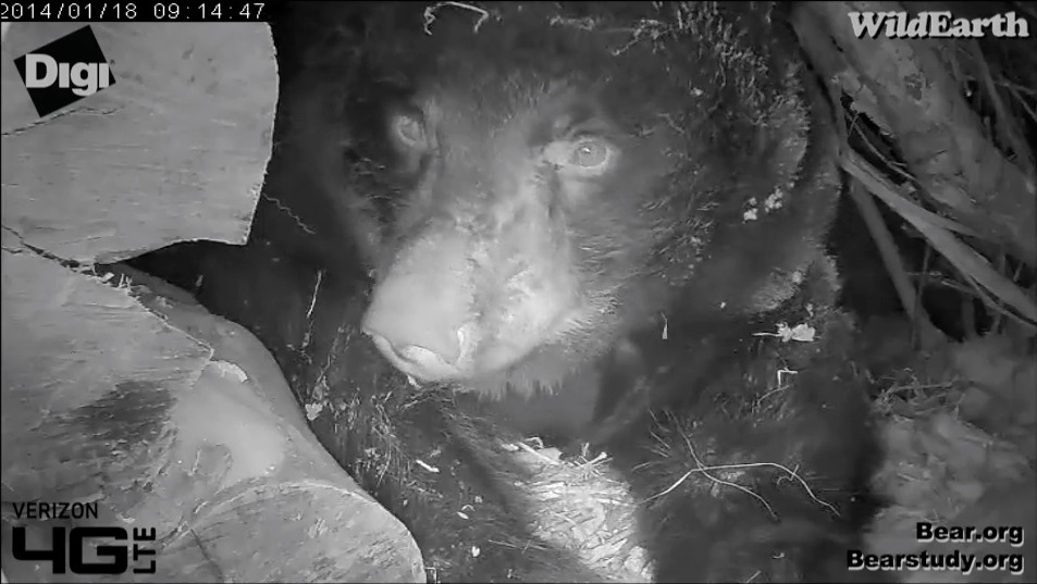 Juliet - January 18, 2014