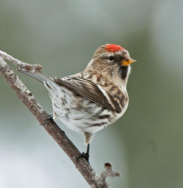 Common redpoll - January 19, 2015