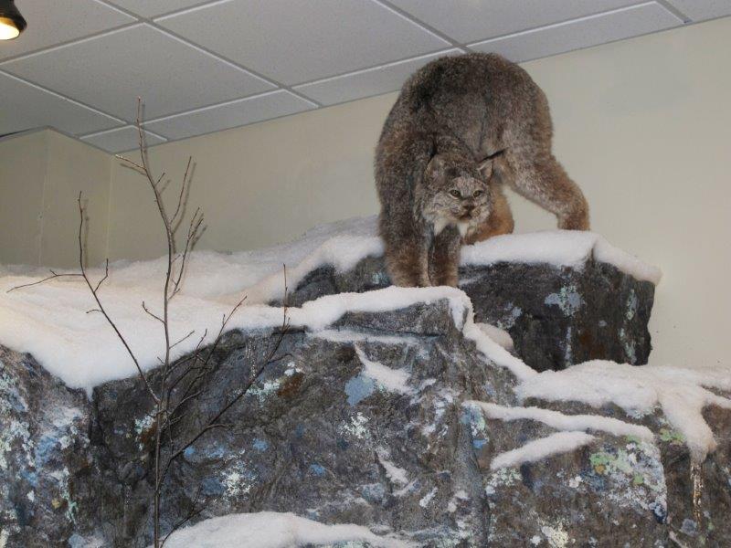 Lynx in Northwoods Ecology Hall
