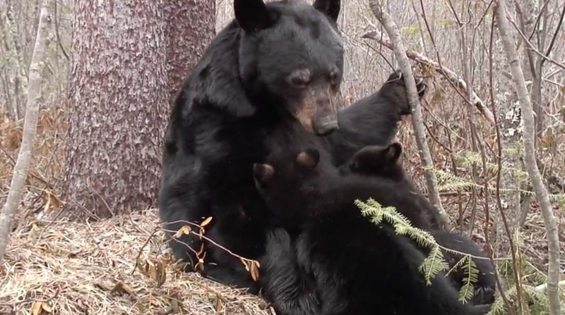 June and cubs - April 17, 2009