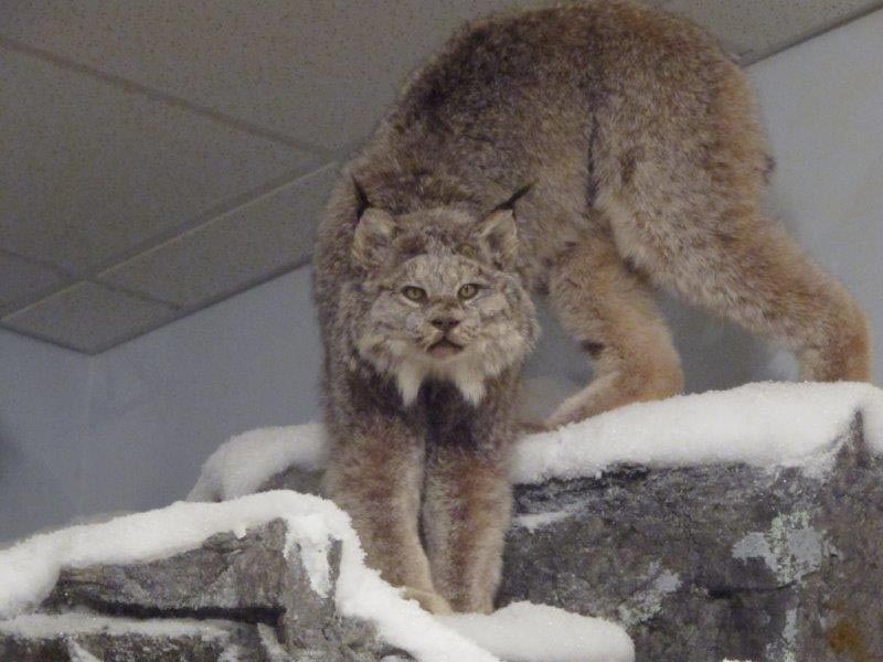 Lynx at the Northwoods Ecology Hall