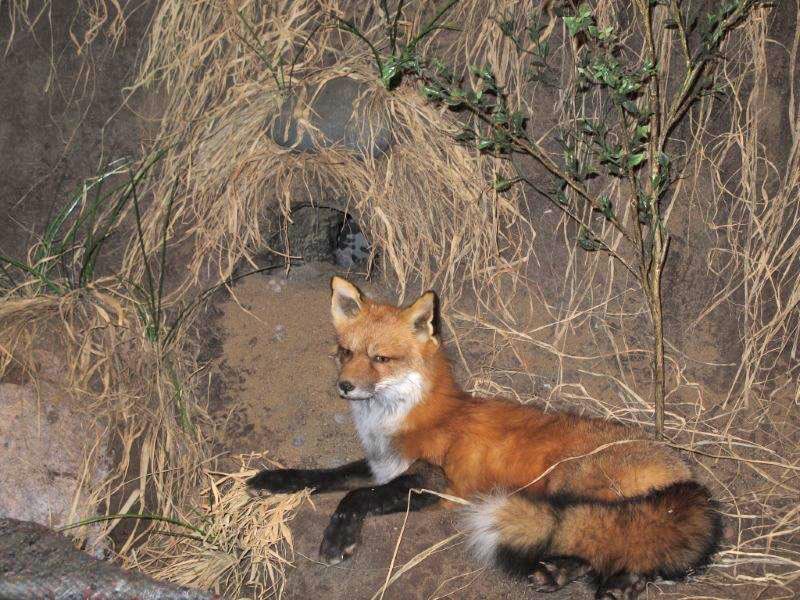 Red Fox at Northwoods Ecology Hall