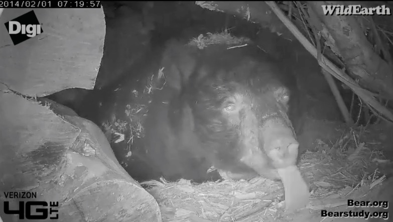 Juliet - February 1, 2014