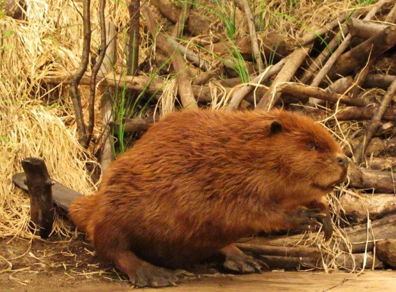 Beaver