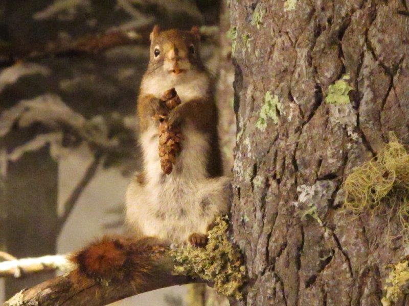 Red Squirrel